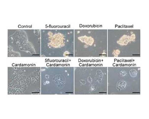 Chemotherapeutic drugs treatment of SUM190 cells