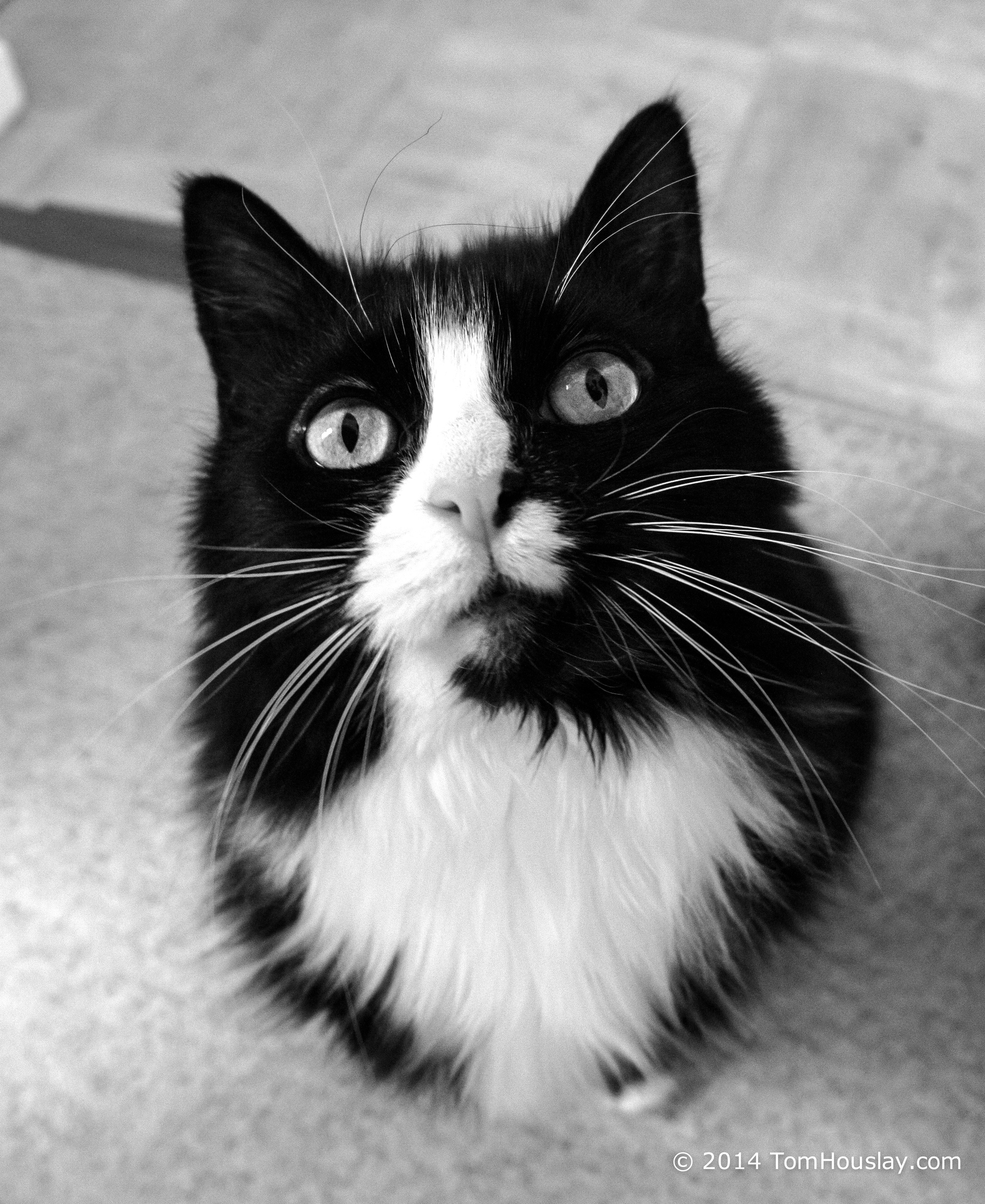Photo of cat in black and white
