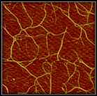 An image of ultra pure nanotubes