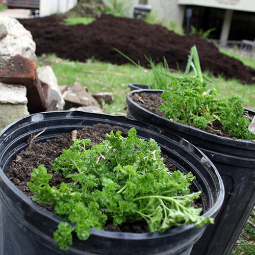 Plantes dans des pots, prêtes à être transférées dans un jardin communautaire à l’Université d’Ottawa